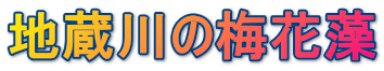 地蔵川の梅花藻 